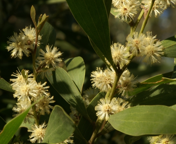 Acacia melonoxylon
